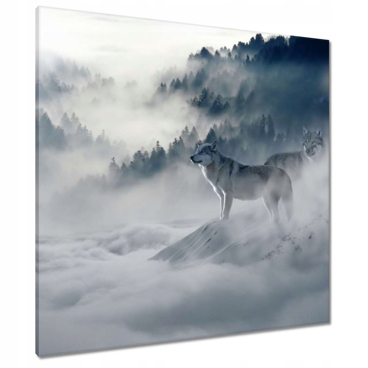 Obrazy 80x80 Vlci v přírodě