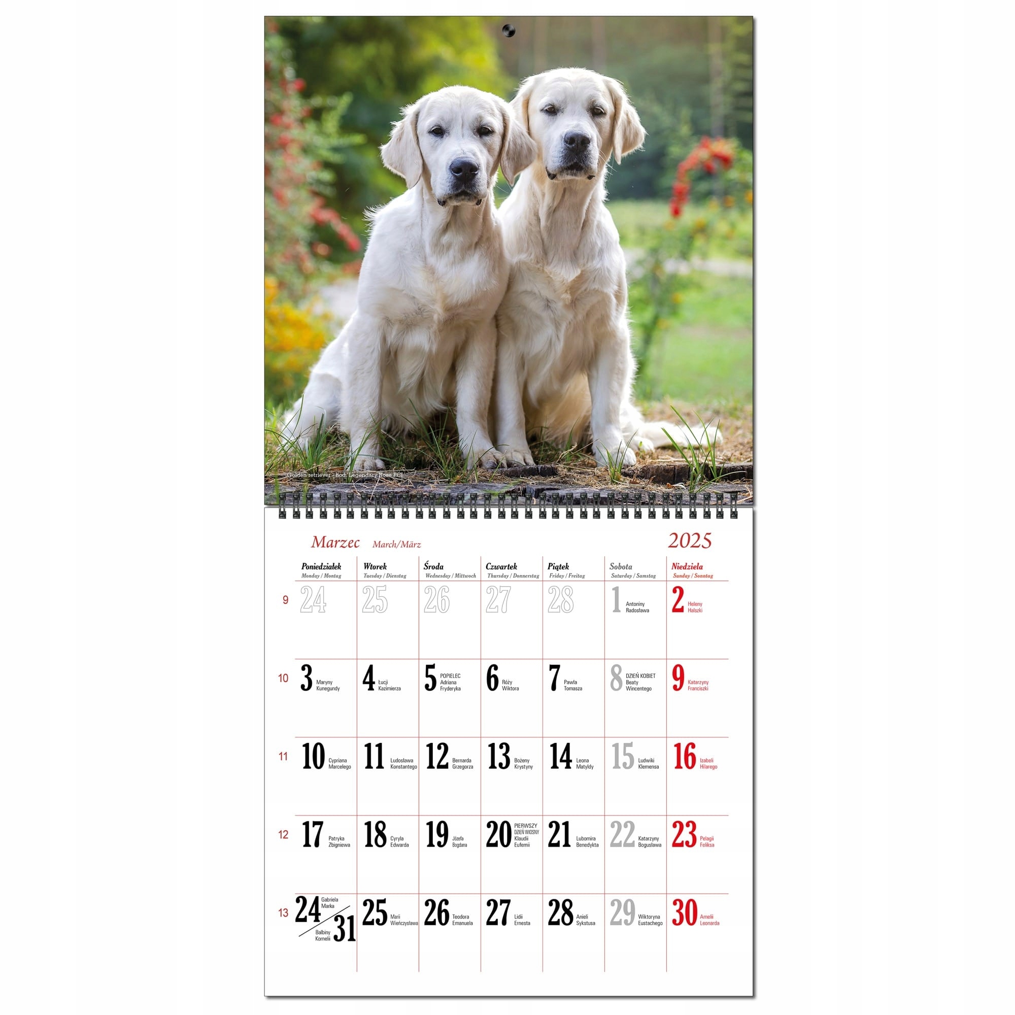 Kalendarz 2025 ścienny DUŻY 30 x 60 cm 13 planszowy PSY RASOWE Kod producenta SKKD-PSY RASOWE
