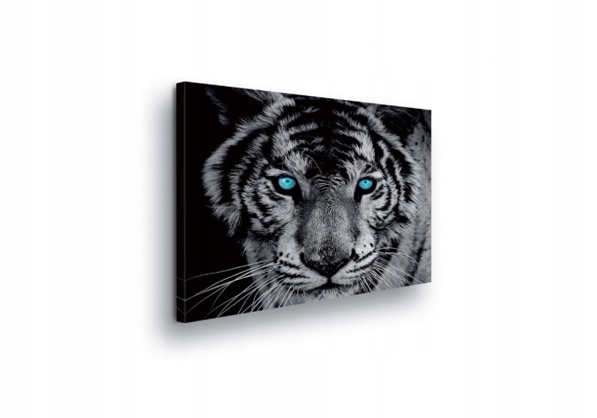 Obraz 100x75 Tygr dravec divoká příroda síla majestátnost pohled