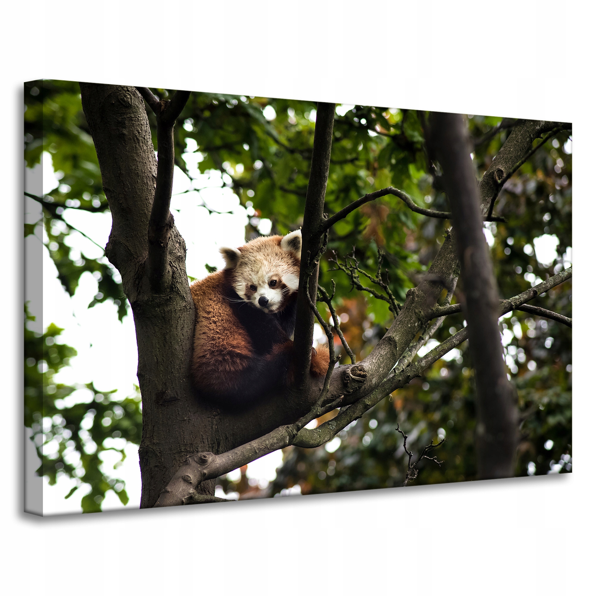 Obrazy na plátně Zvířata Panda červená 90x60