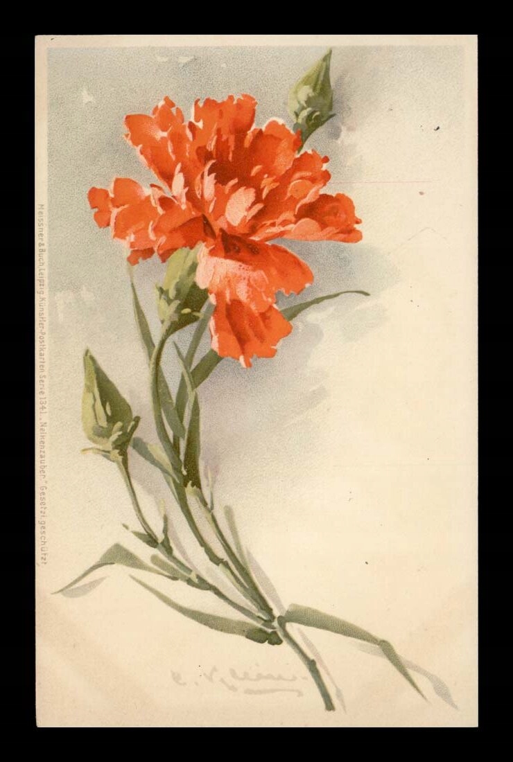 C. KLEIN - PIĘKNY GOŻDZIK - KWIATY