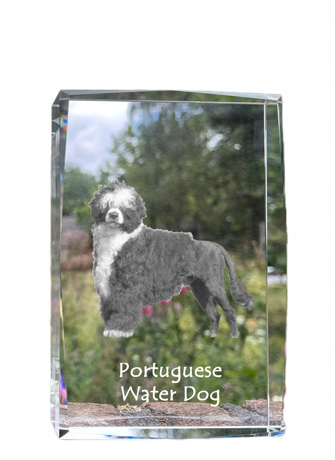 Portugalski pies dowodny kryształ ze zdjęciem psa, zdjęcie w szkle, nowoc