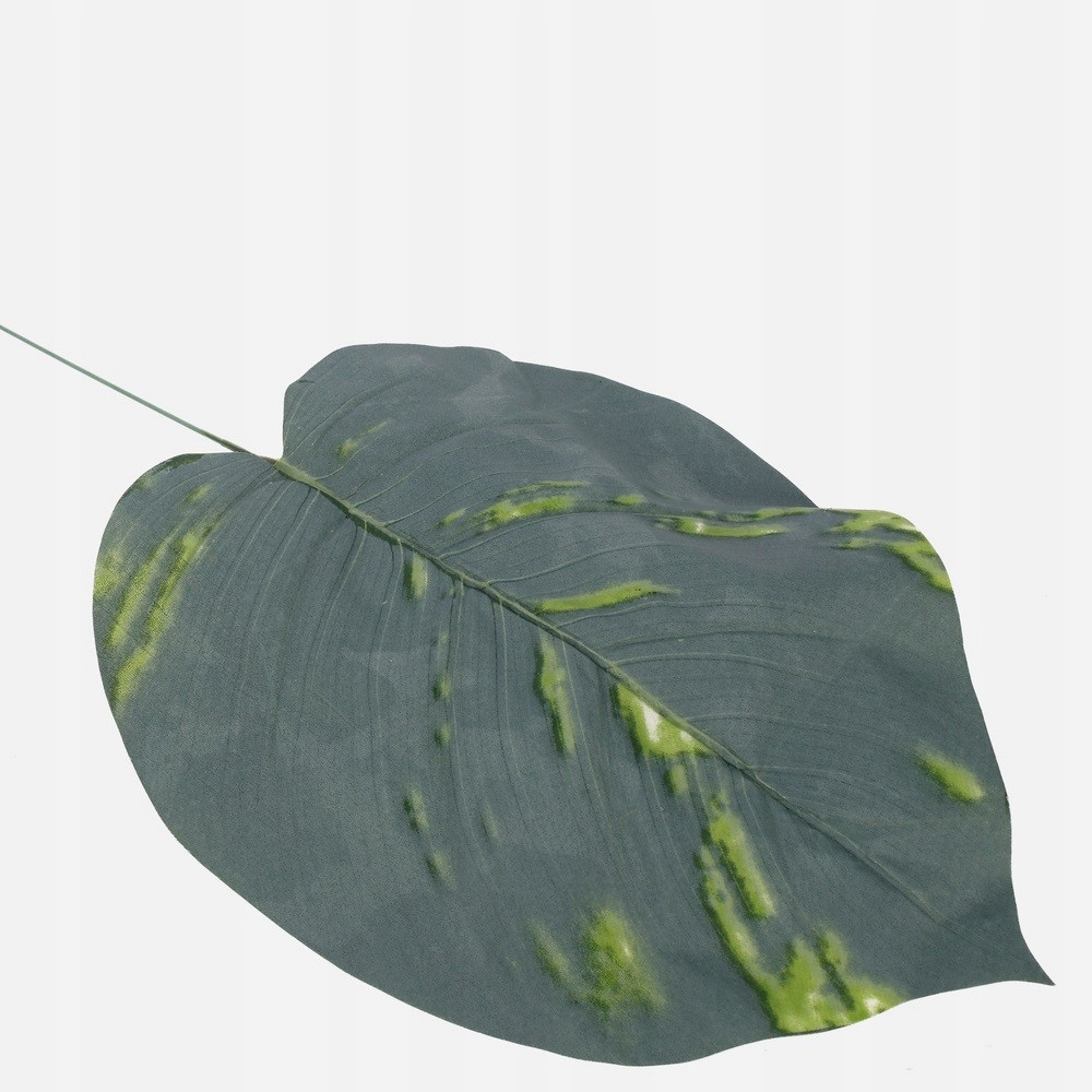 

Liść Scindapsusa 2