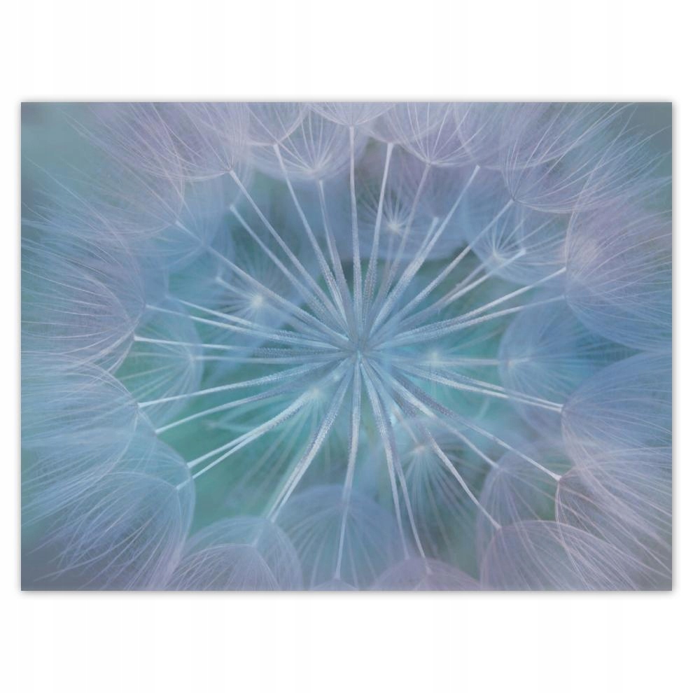 

Plakat 40x30 Dmuchawiec Kwiat Kwiatki