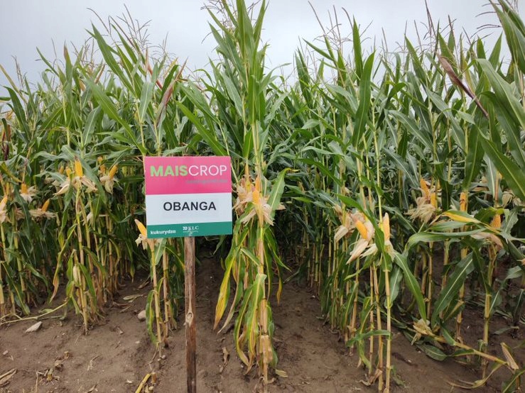 Nasiona kukurydzy Obanga FAO 220 na ziarno / kiszonkę pewny duży plon EAN (GTIN) 5999001713734