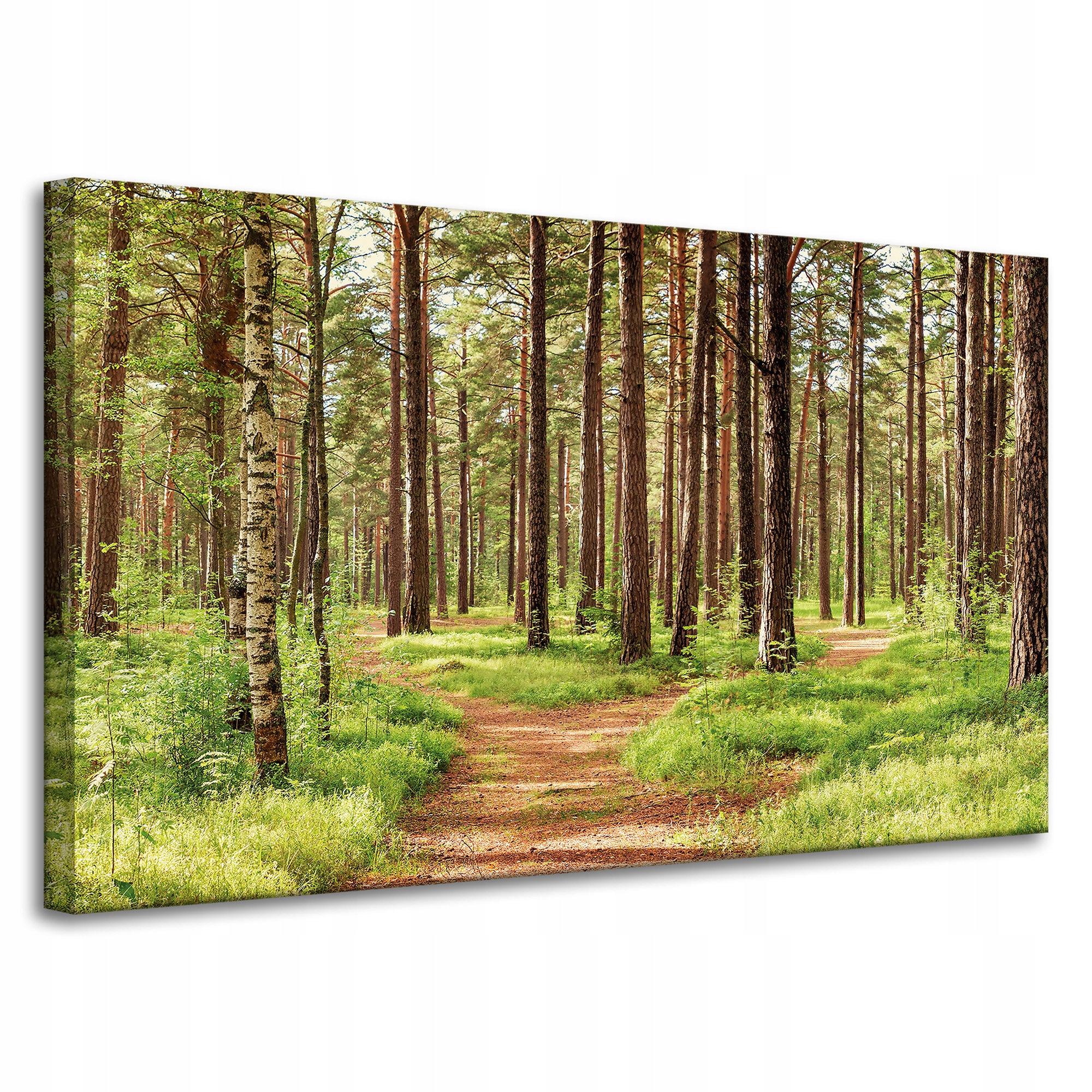 Obraz na plátně Stezka v lese Stromy Příroda 100x60 cm