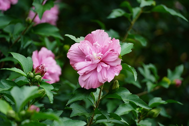 Ketmia syryjska (Hibiskus) Purple Ruffles Sanchoyo różowa pełna sadzonka 2l Nazwa łacińska hibiscus syriacus