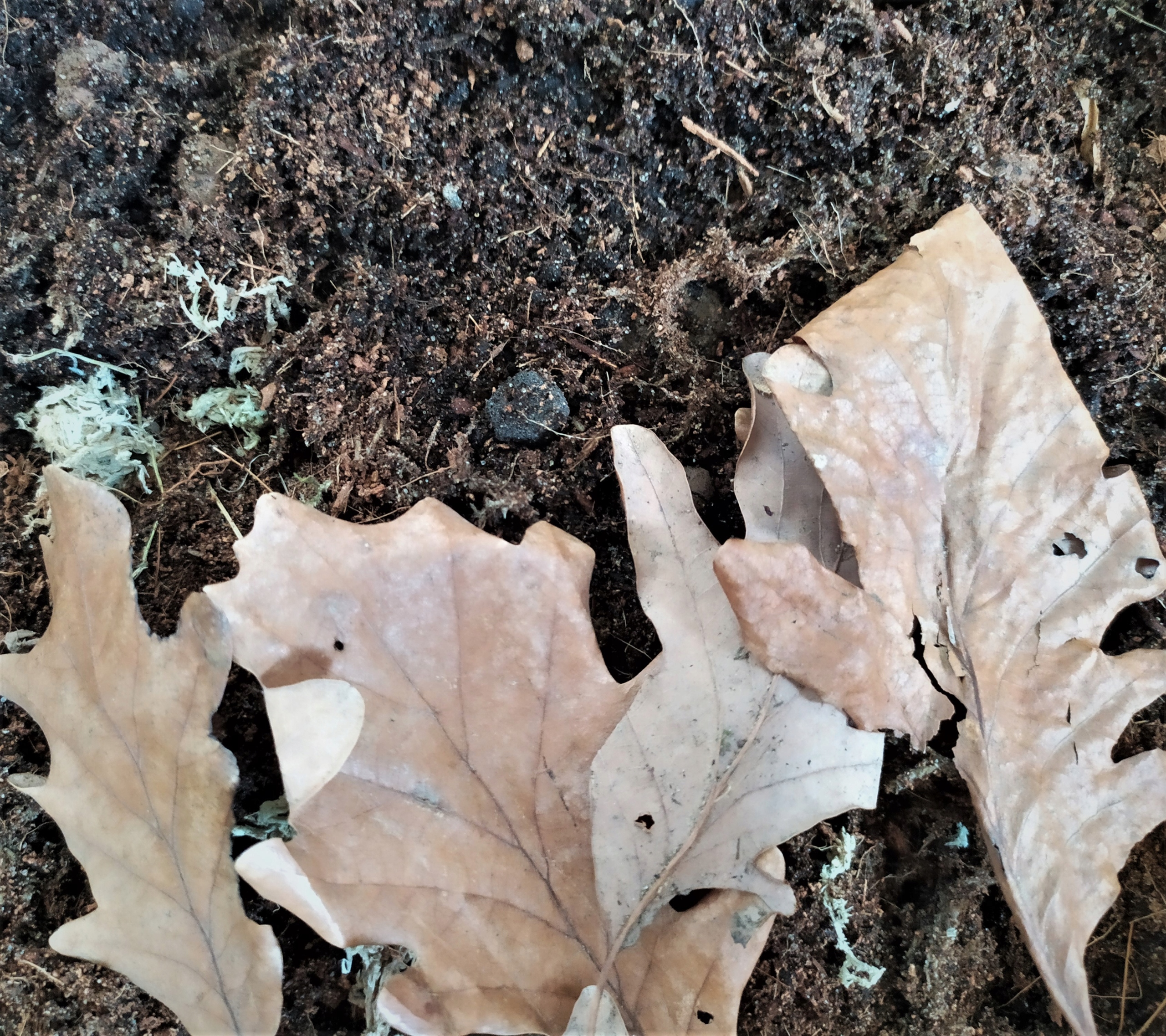 

Podłoże terrarium Bioaktywne ekipa sprzątająca