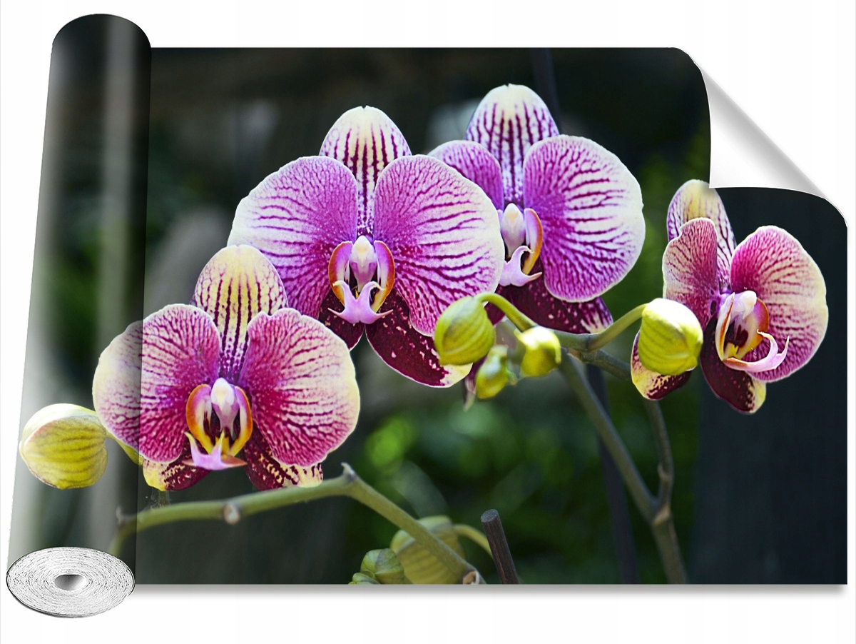 

Tapeta Samoprzylepna Orchidea Fioletowy 104x70