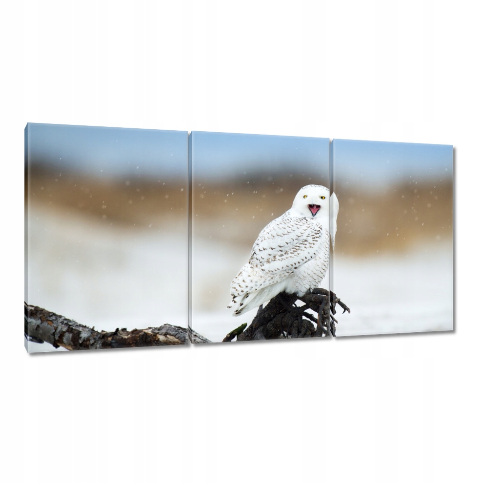 

Obrazy 120x60 Ptaki Ptaszki Ptactwo