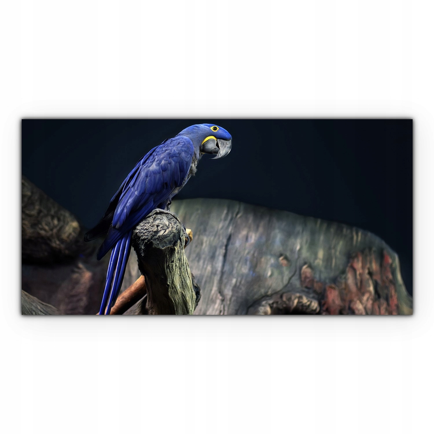 

Canvas do sypialni 120x60 Ara Papuga Ptak Zwierzę