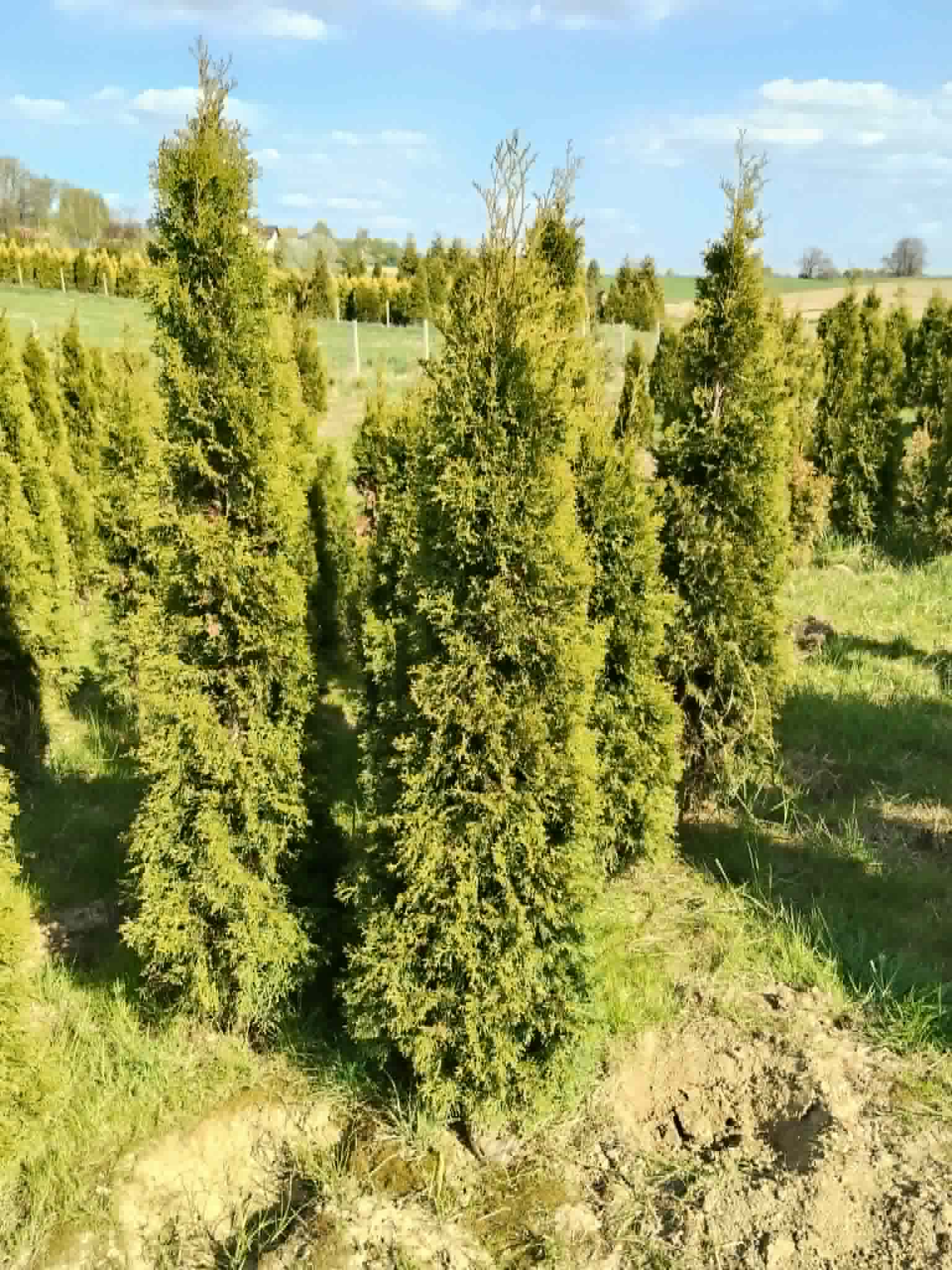 Pakiet tuja SZMARAGD wysokość 120-130 cm - 20 szt. — 14