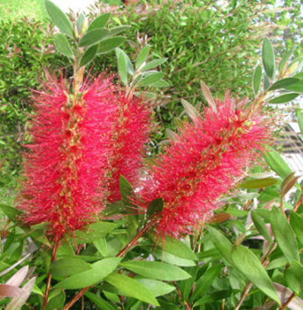 KUFLIK CYTRYNOWY - sadzonki w doniczkach Producent inny