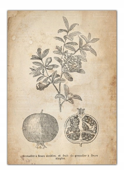 PLAKAT NA ŚCIANĘ DO KUCHNI JADALNI 50x70cm vintage