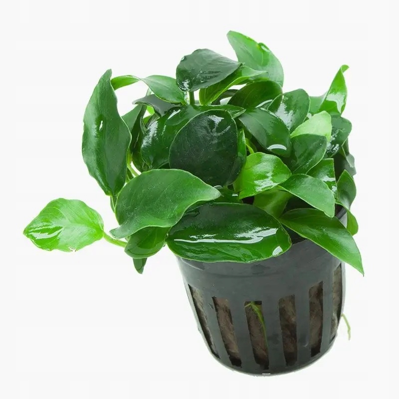 Anubias NANA - piękny
