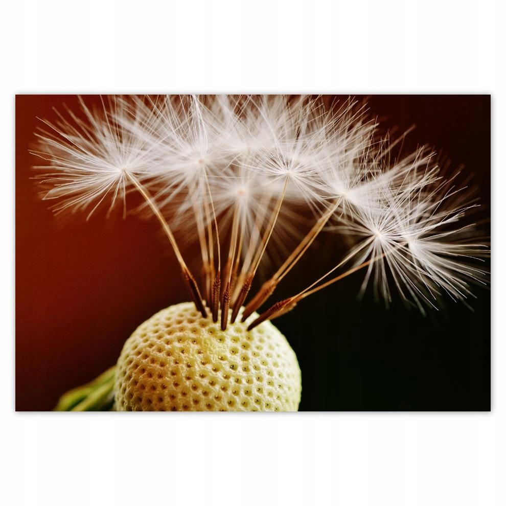 

Plakat 93x62 Dmuchawiec Kwiat Kwiatki