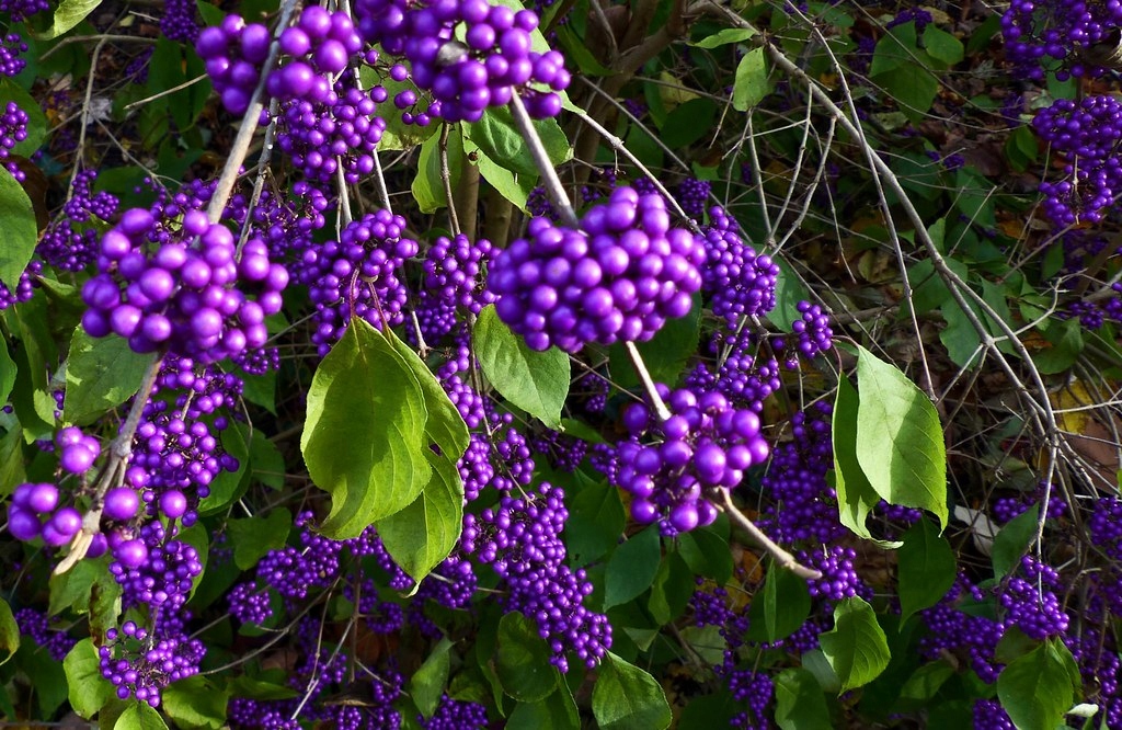 PIĘKNOTKA BODINIERA PROFUSION~ DUŻA SADZ. 30-40 CM (Pieknotka) • Cena, Opinie • Drzewa i krzewy liściaste 14352896825 • Allegro