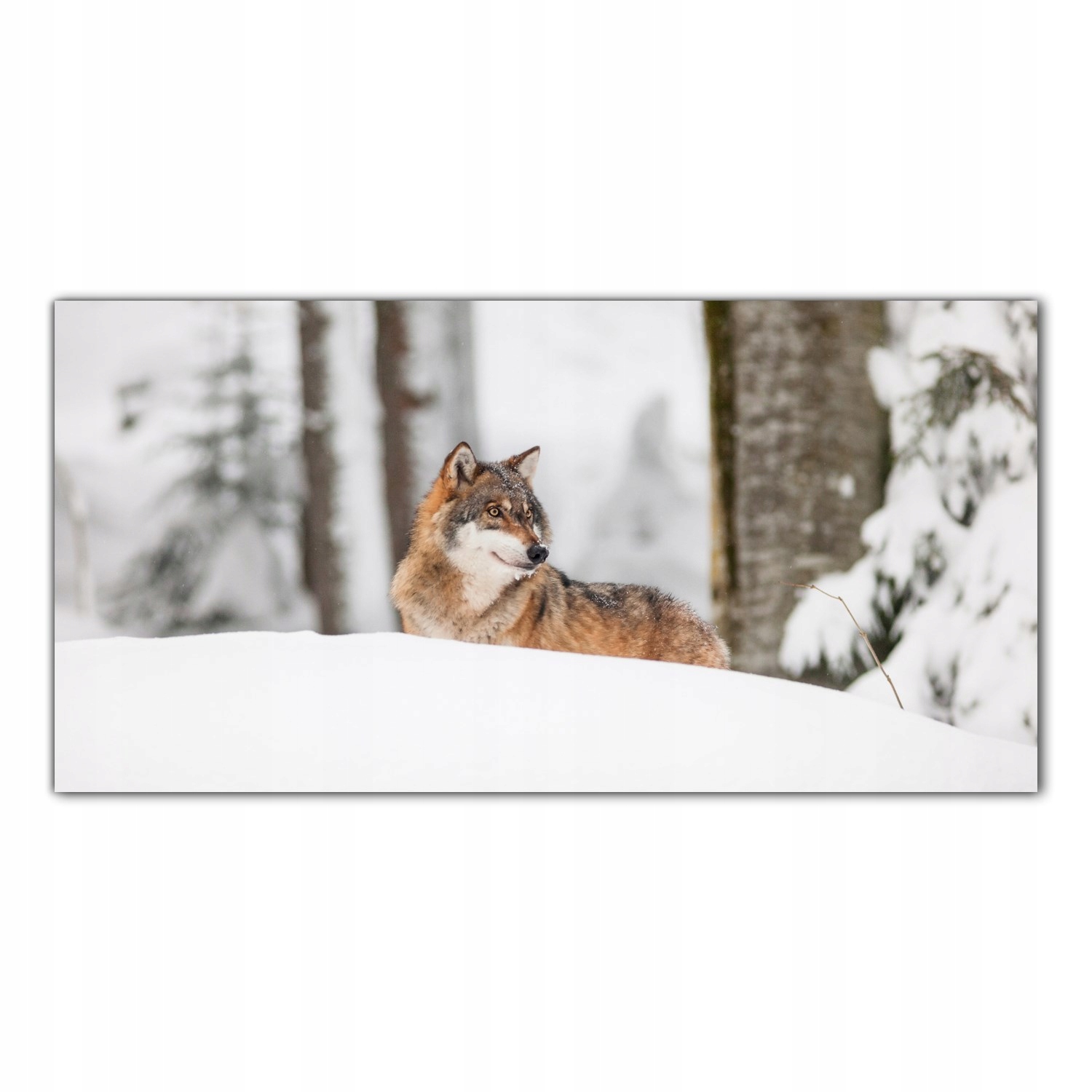 

Hartowany Obraz Szklany Wilk Natura Zwierzę 140x70