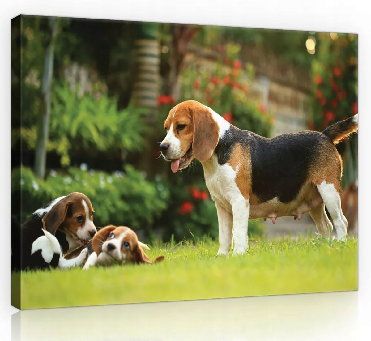 Obraz Na Plátně Canvas 100x75 Pes Bígl Rodina