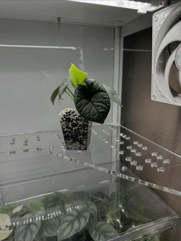 Milsbo Półki roślinna witryna "U"