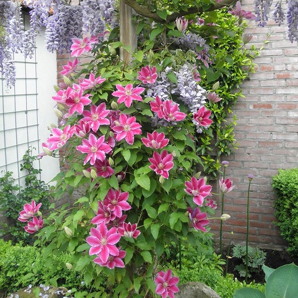 Powojnik clematis DR RUPPEL