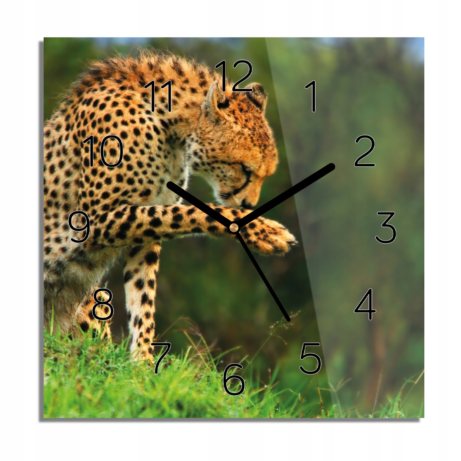 

Gepard trawa natura foto-zegar kwadratowy 30x30