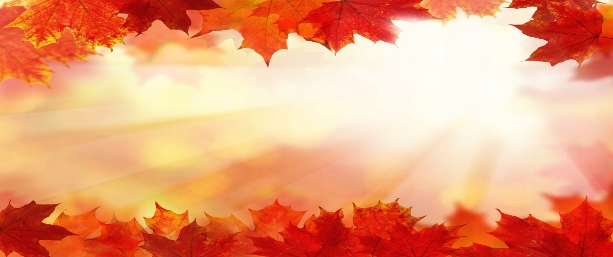 

Tapeta flizelinowa Liście klonu - 250x104