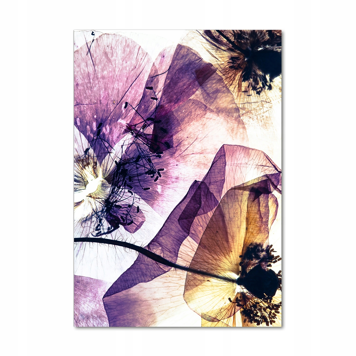 

Nowoczesny obraz zdjęcie na akrylu Maki 70x100cm