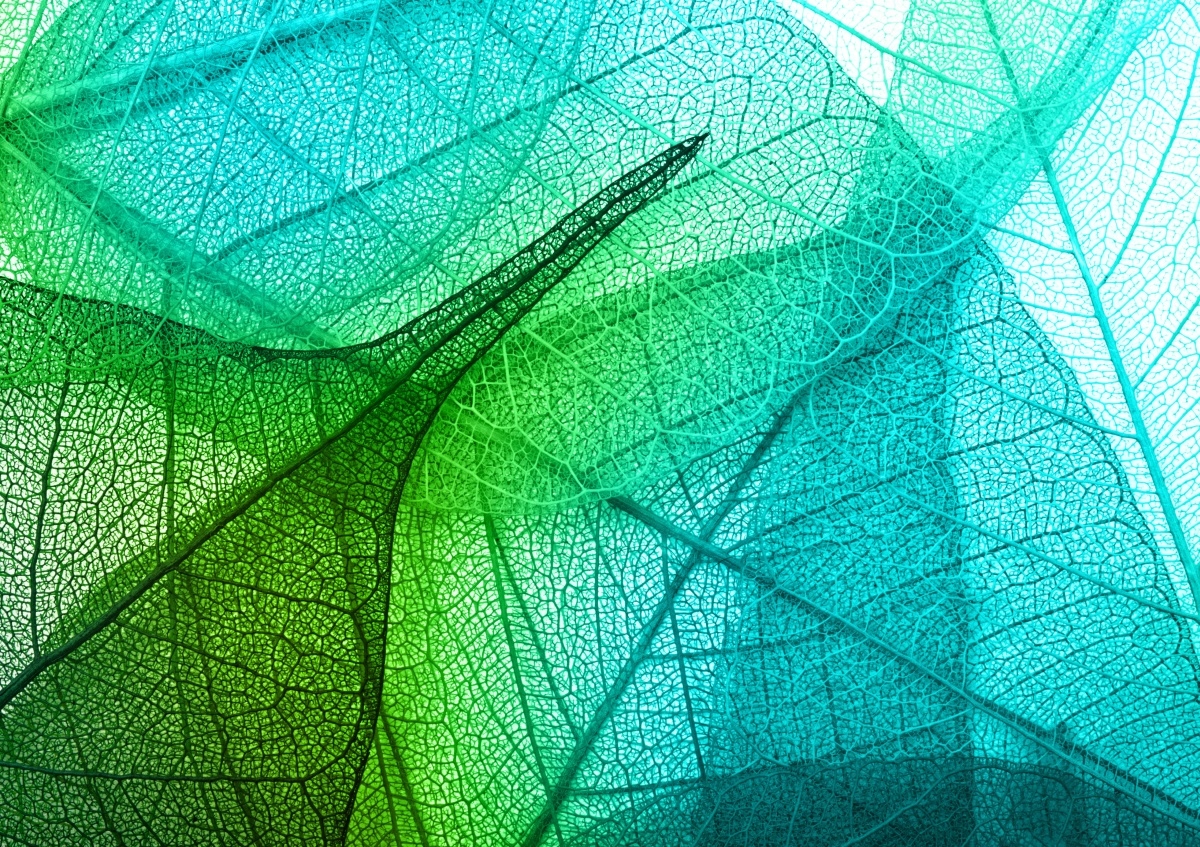 

Tapeta flizelinowa Liście Tekstura 312x219