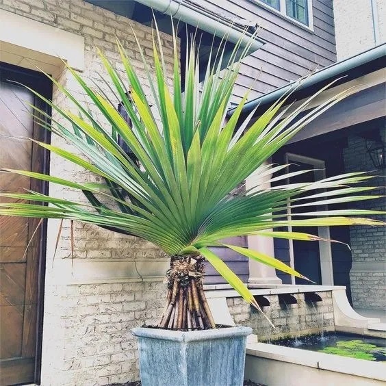 PANDANUS MONOTHECA GIANT SCREW PINE 2 NASIONA • Cena, Opinie • Drzewa i