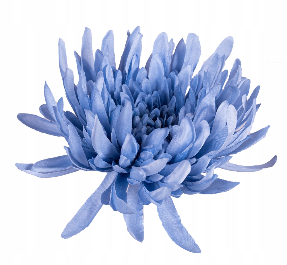 Chryzantema KRAB niebieska główka wyrobowa Stan opakowania oryginalne