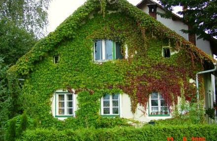 ВИНОГРАД ПЯТИЛИСТНЫЙ MURORUM СИЛЬНО РАСТЕТ!