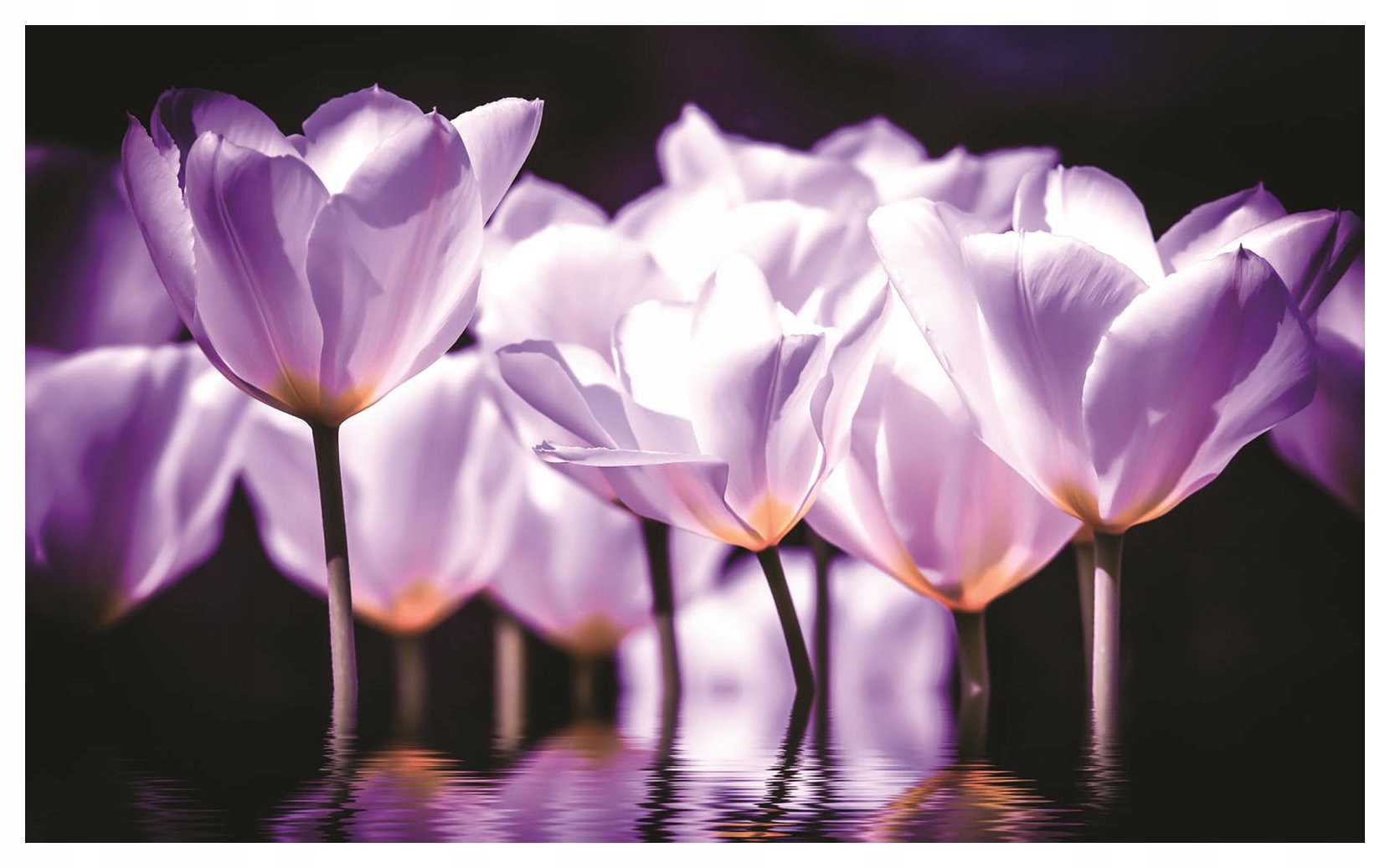 Vliesová fototapeta Fialové tulipány odraz vo vode 368x254 lepidlo