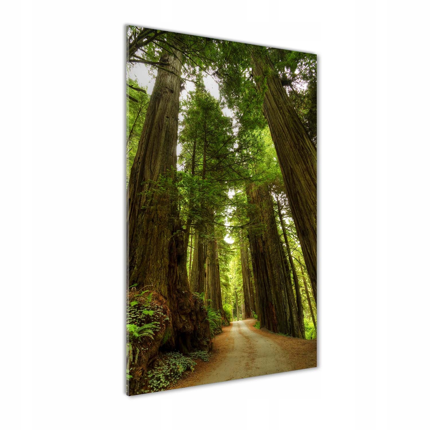 

Foto obraz szkło akrylowe Ścieżka w lesie 60x120cm