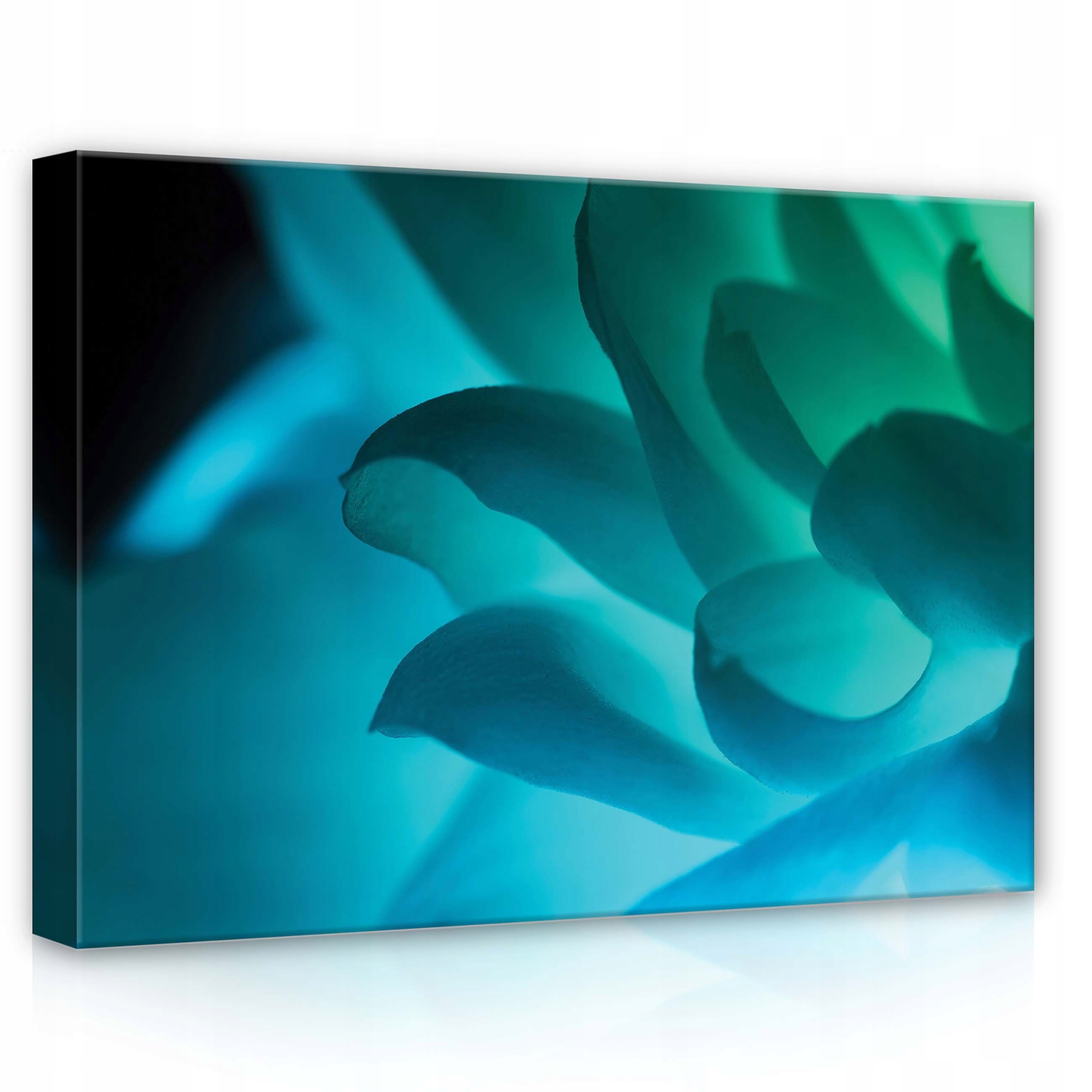 Obraz 70x50 Modrý květ lotos makro okvětní lístky světle modrá tyrkysový klid příroda