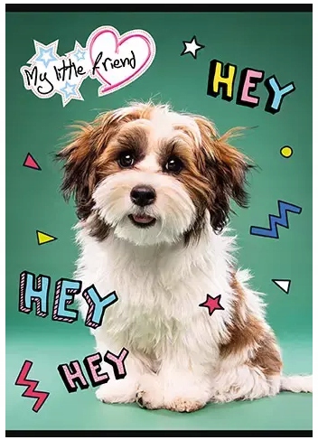 ZESZYT A5 16k LINIA KOLOROWA MY LITTLE FRIEND