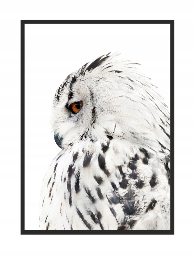 

Obraz, Plakat W Ramie 73x53 cm Sowa P508