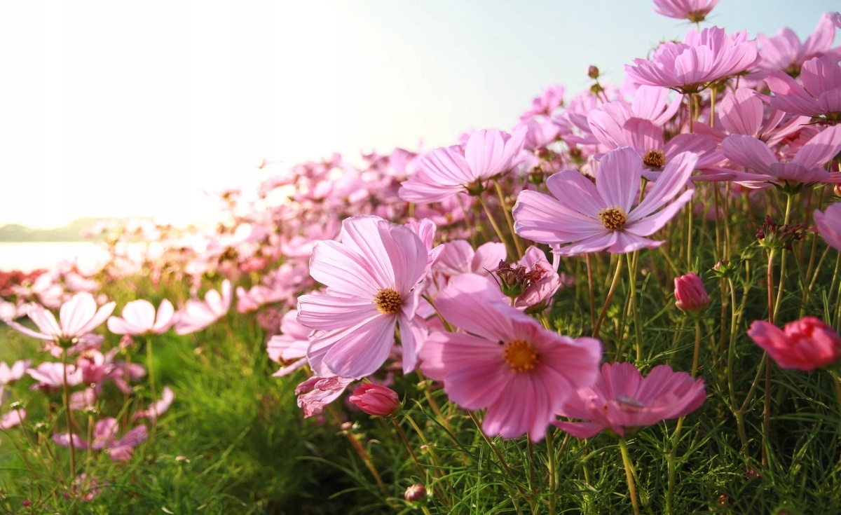 

Tapeta flizelinowa Kwiat kosmos 416x254