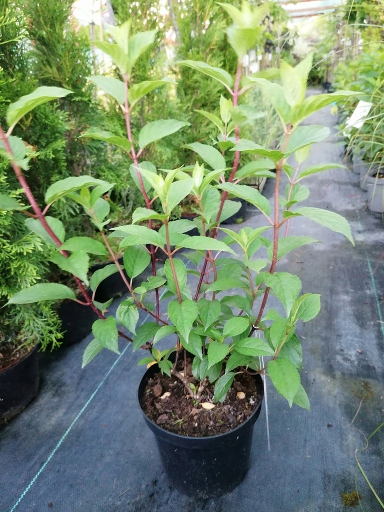 Hortensja bukietowa 'Bobo' poj.3l Nazwa łacińska hydrangea paniculata