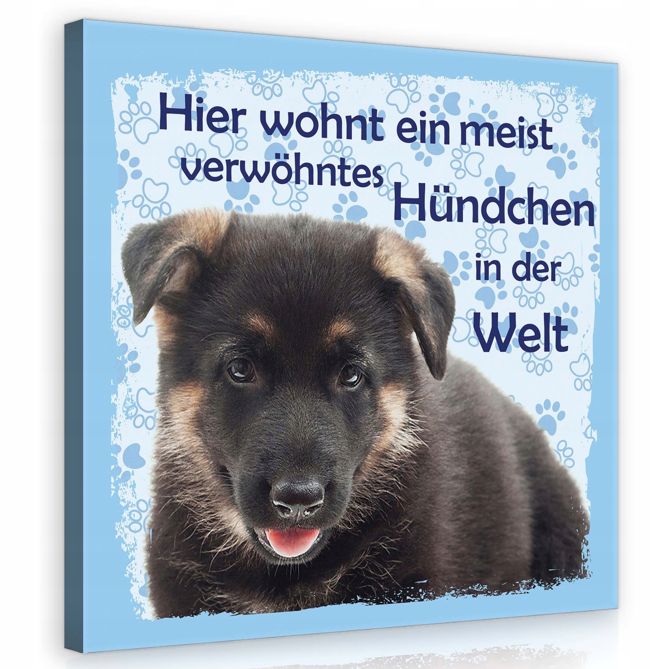 Obraz 80x80 Štěňátko německý ovčák sladký rozmazlený mazlíček stopy