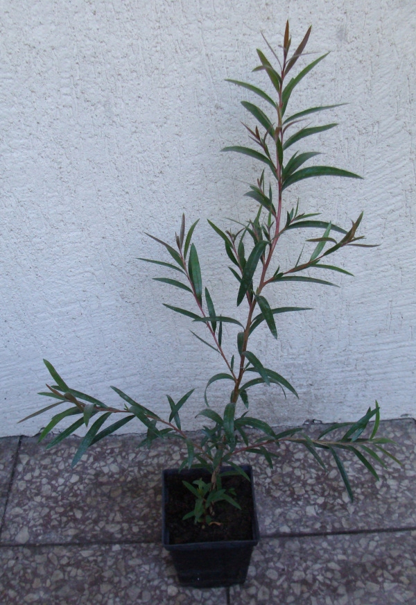 KUFLIK CYTRYNOWY - sadzonki w doniczkach Rodzaj rośliny Inny