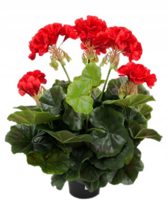 

Pelargonia Sztuczna W Doniczce (613.01) Czerwona