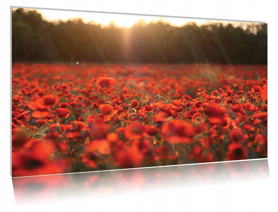 

Obraz szklany na szkle Maki 07 30x20