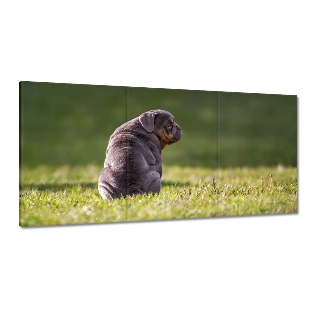 Obrazy 180x90 Pes Psík