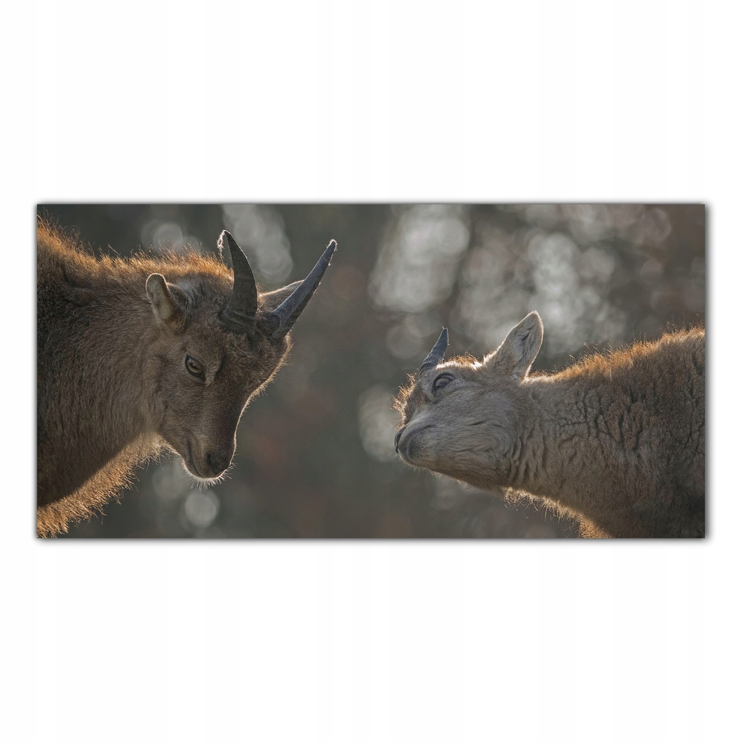 

Hartowany Obraz Szklany Kozy Zoo Zwierzęta 120x60