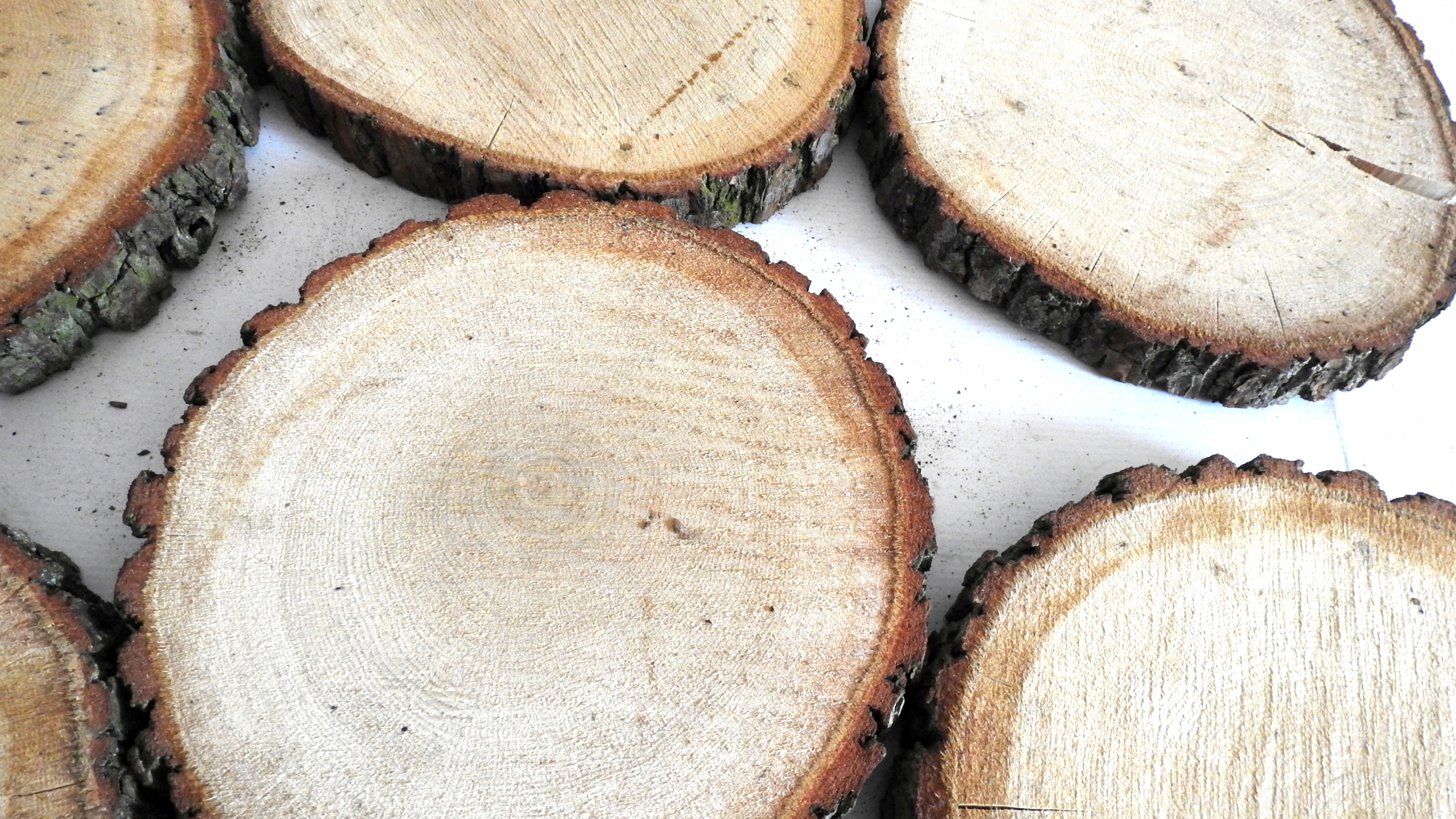 PLASTER DREWNA KRĄŻEK PIENIEK DĄB 22-25CM,1SZT Typ inny