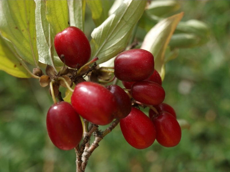 Dereń Jadalny Cornus mas 'Jolico'