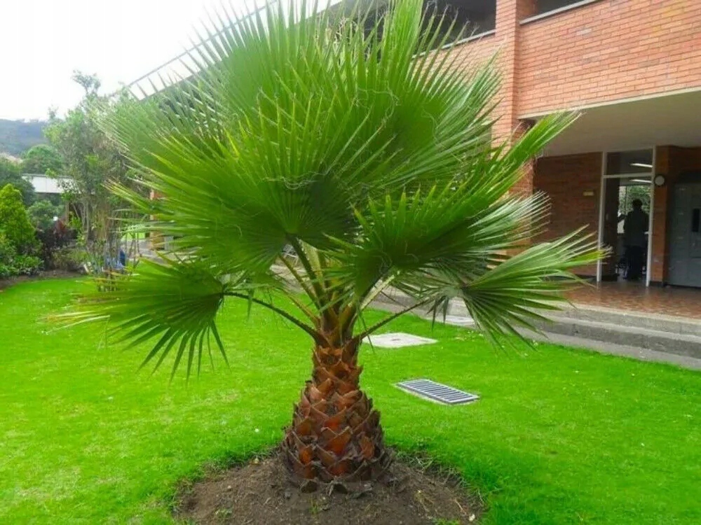 Exotické semená Palmy Washingtonia robusta Palma Washingtonia odolná