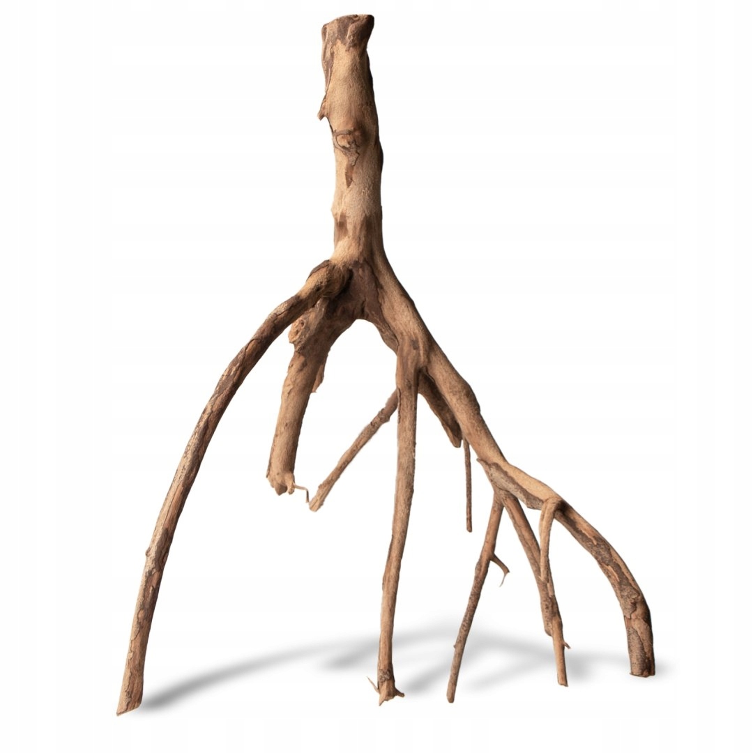 Levně Rhizophora mangle "the Red Mangrove" kořen S