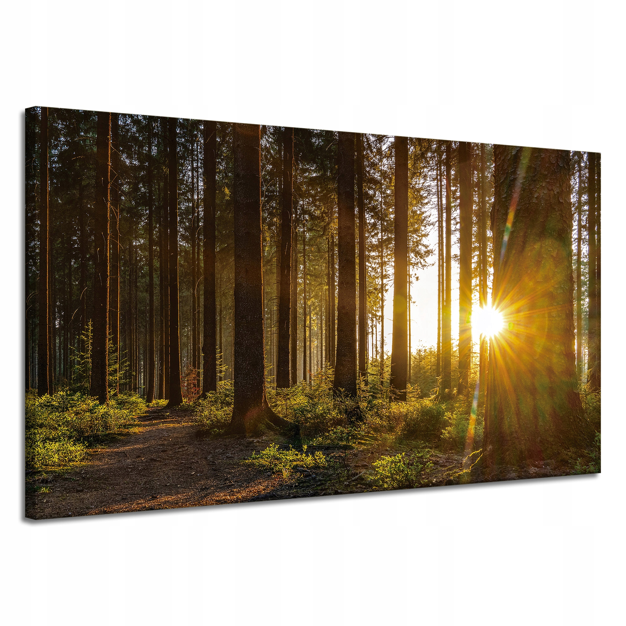 Obraz na plátně Západ slunce Les Stromy Příroda 120x70 cm